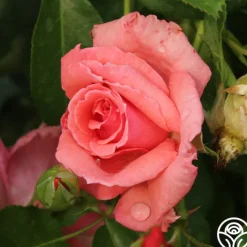 Bantry Bay®>Heirloom Roses Best