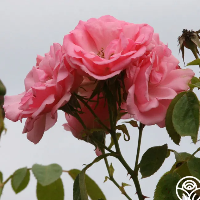 Bantry Bay®>Heirloom Roses Best