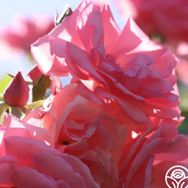 Bantry Bay®>Heirloom Roses Best