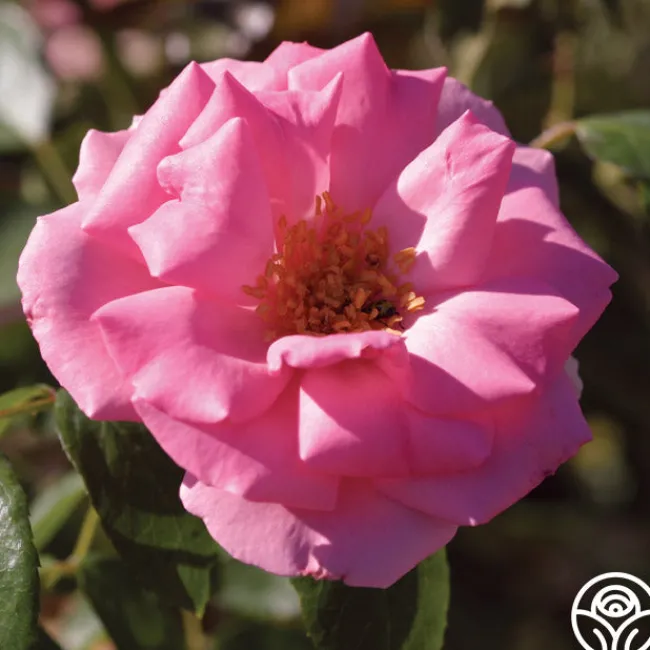Bantry Bay®>Heirloom Roses Best