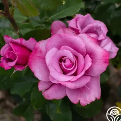 Barbra Streisand>Heirloom Roses Best
