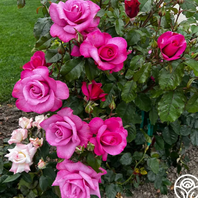 Barbra Streisand>Heirloom Roses Best