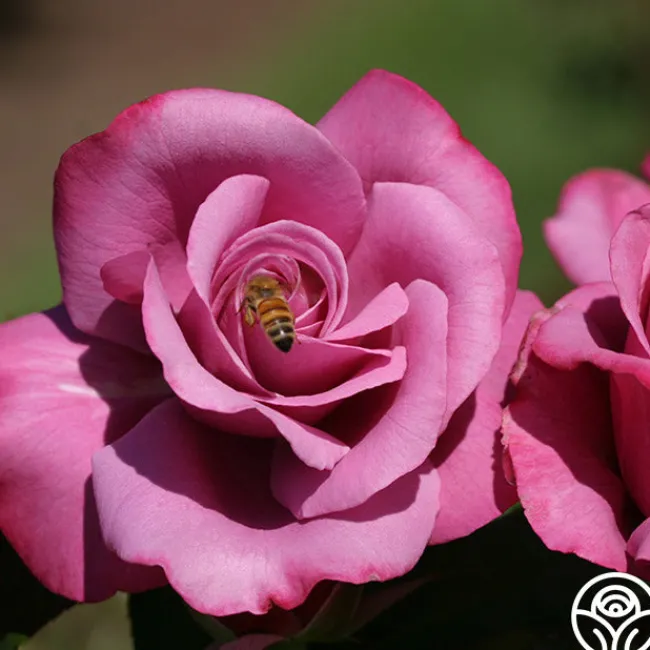 Barbra Streisand>Heirloom Roses Best
