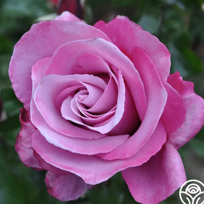 Barbra Streisand>Heirloom Roses Best