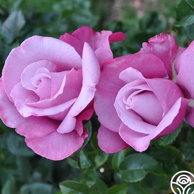 Barbra Streisand>Heirloom Roses Best