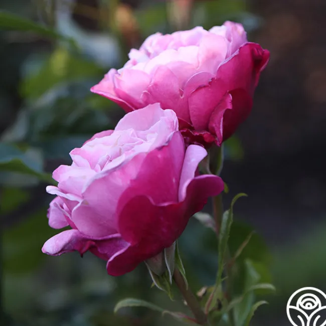 Barbra Streisand>Heirloom Roses Best