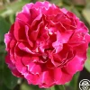 Baron Girod de L'Ain>Heirloom Roses Sale
