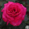 Baronne E. de Rothschild®>Heirloom Roses Discount