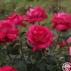 Baronne E. de Rothschild®>Heirloom Roses Discount