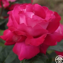 Baronne E. de Rothschild®><noscript><img width=
