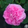 Baronne Prévost>Heirloom Roses
