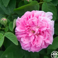 Baronne Prévost>Heirloom Roses