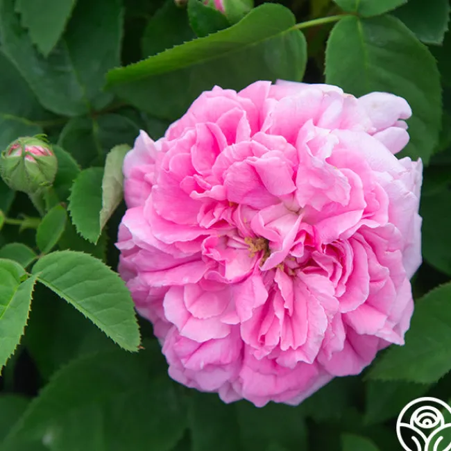 Baronne Prévost>Heirloom Roses