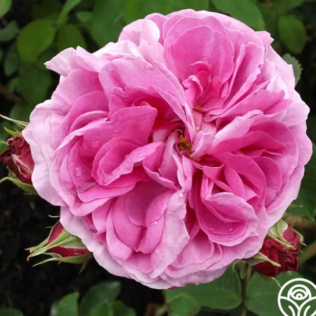 Baronne Prévost>Heirloom Roses