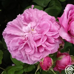 Baronne Prévost><noscript><img width=