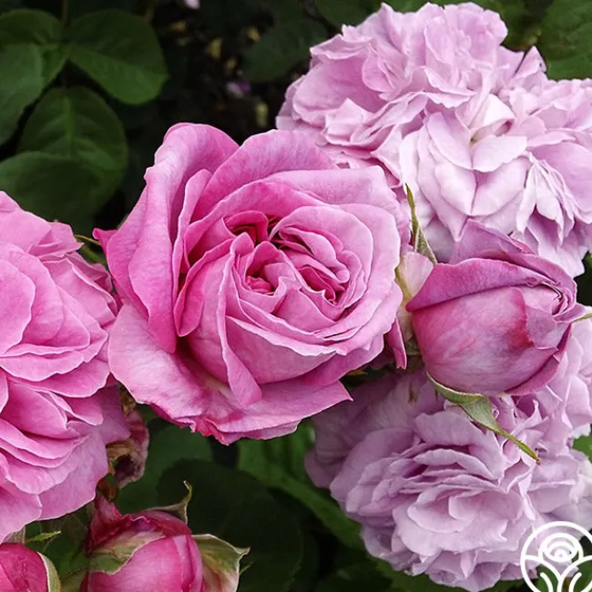 Baronne Prévost>Heirloom Roses