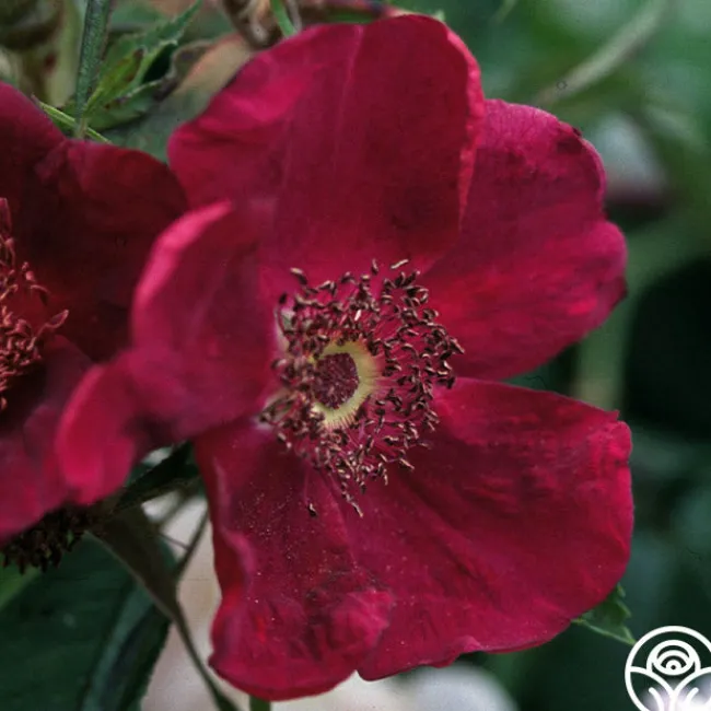 Basye's Purple Rose>Heirloom Roses Best