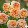 Bathsheba>Heirloom Roses Online