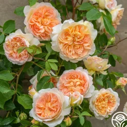 Bathsheba>Heirloom Roses Online