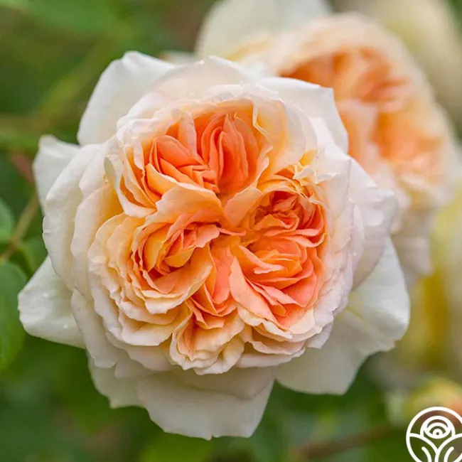 Bathsheba>Heirloom Roses Online