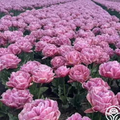 Beach Berry>Heirloom Roses Hot