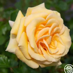 Beautiful Day™>Heirloom Roses Discount