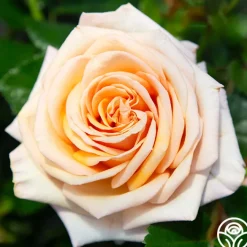 Beautiful Day™>Heirloom Roses Discount