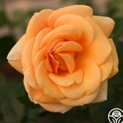 Beautiful Day™><noscript><img width=
