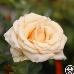Beautiful Day™><noscript><img width=