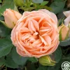 Beautiful Dreamer™>Heirloom Roses Sale