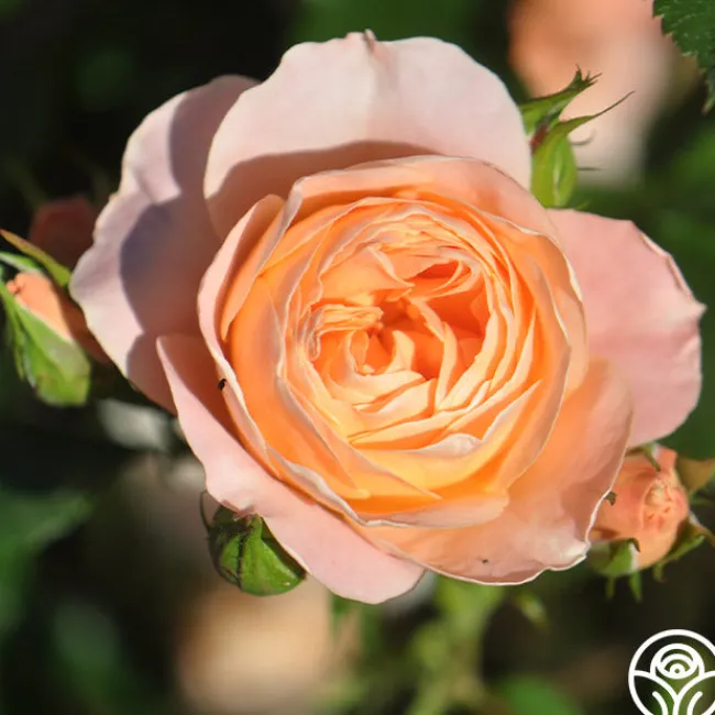 Beautiful Dreamer™>Heirloom Roses Sale
