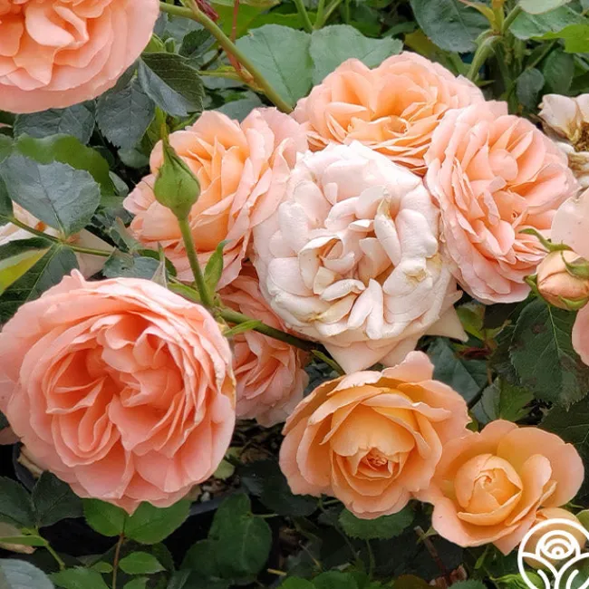 Beautiful Dreamer™>Heirloom Roses Sale
