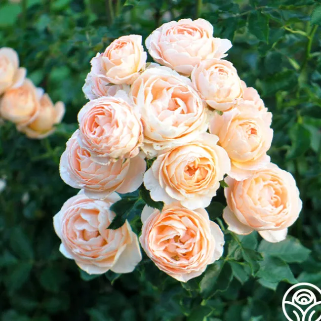 Beautiful Dreamer™>Heirloom Roses Sale