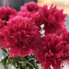 Belgravia>Heirloom Roses New
