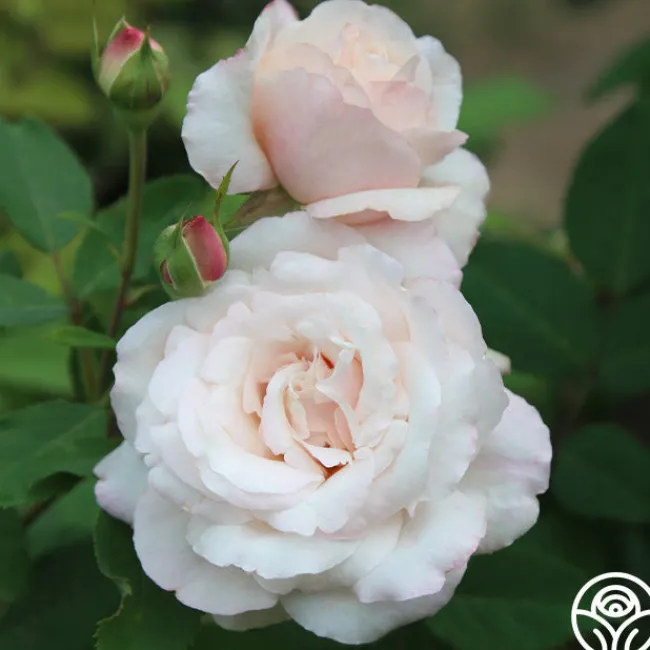 Belinda's Blush>Heirloom Roses New