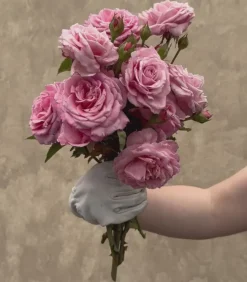 Belinda's Dream><noscript><img width=