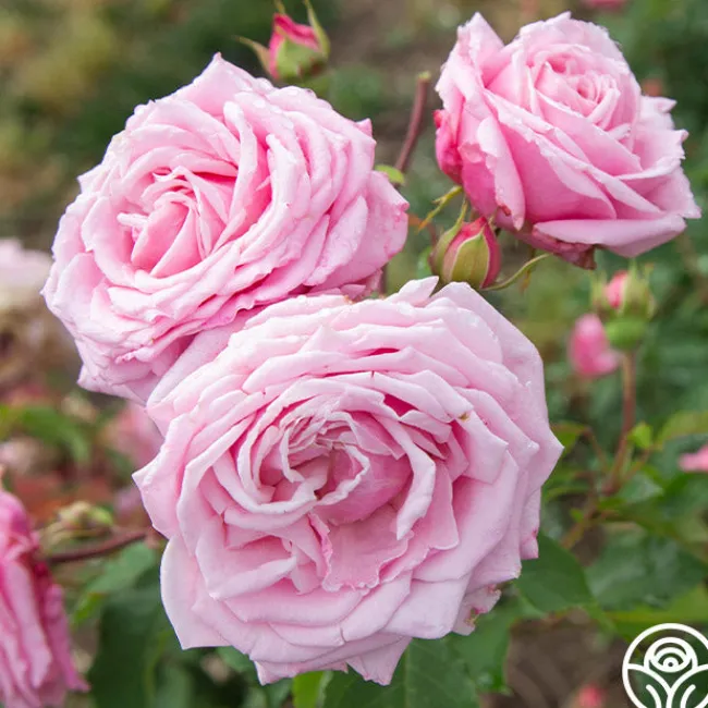 Belinda's Dream>Heirloom Roses Online