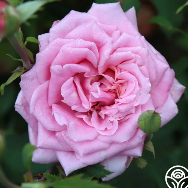 Belinda's Dream>Heirloom Roses Online
