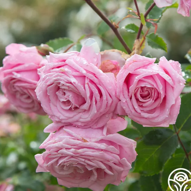 Belinda's Dream>Heirloom Roses Online