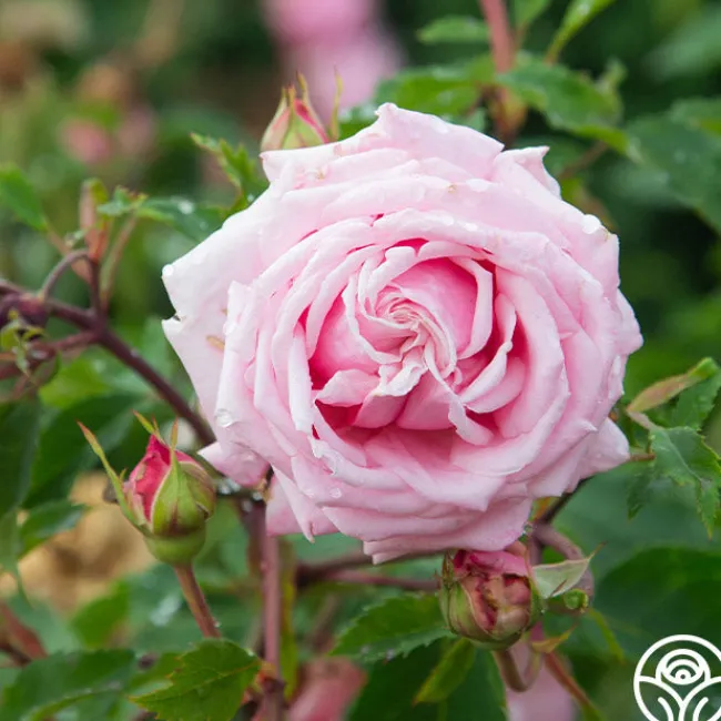 Belinda's Dream>Heirloom Roses Online