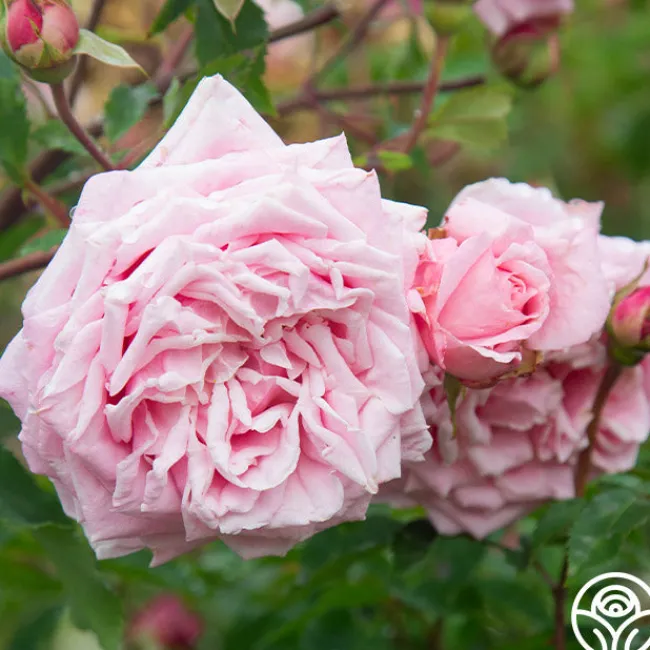 Belinda's Dream>Heirloom Roses Online