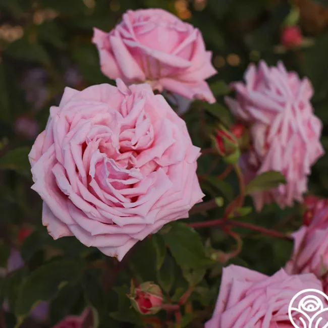 Belinda's Dream>Heirloom Roses Online