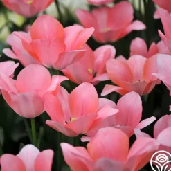 Bella Blush>Heirloom Roses