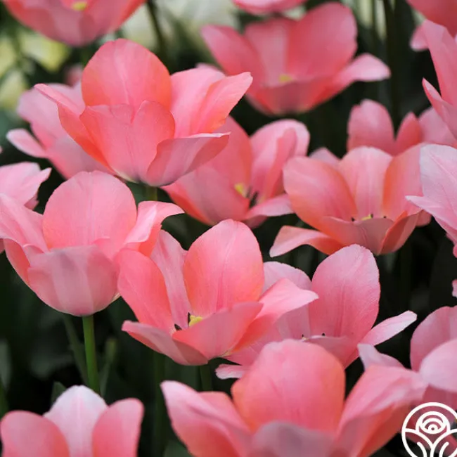 Bella Blush>Heirloom Roses