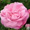 Belle Amour>Heirloom Roses Outlet