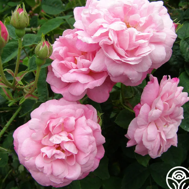 Belle Amour>Heirloom Roses Outlet