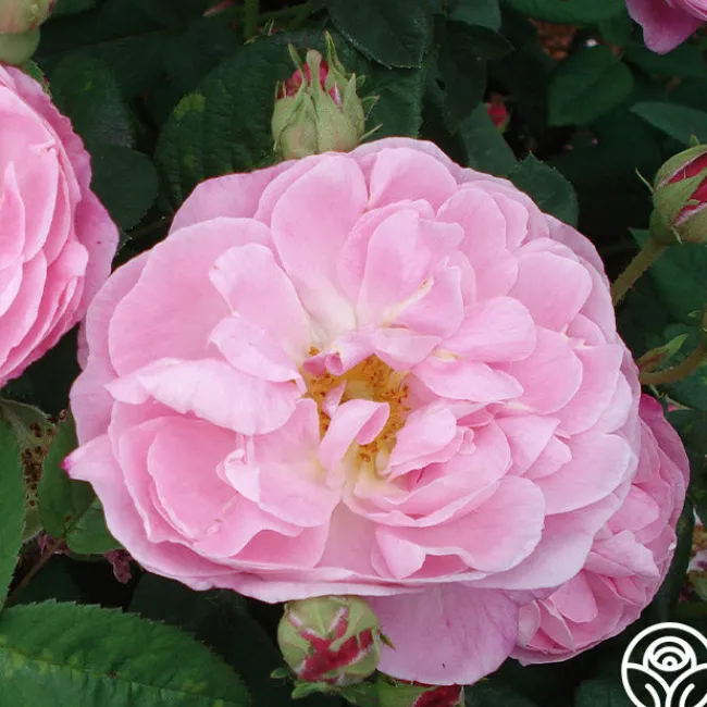 Belle Amour>Heirloom Roses Outlet