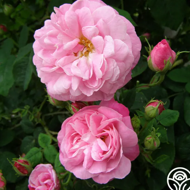 Belle Amour>Heirloom Roses Outlet