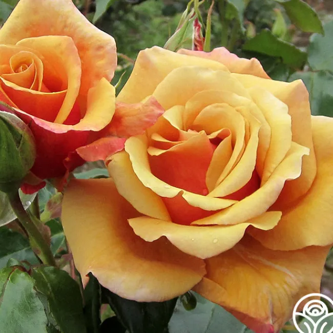 Belle Époque>Heirloom Roses Online