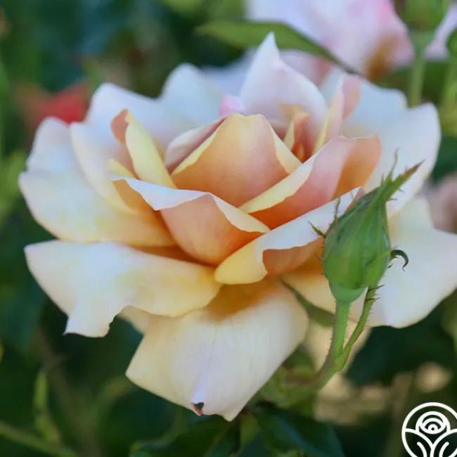 Belle Époque>Heirloom Roses Online